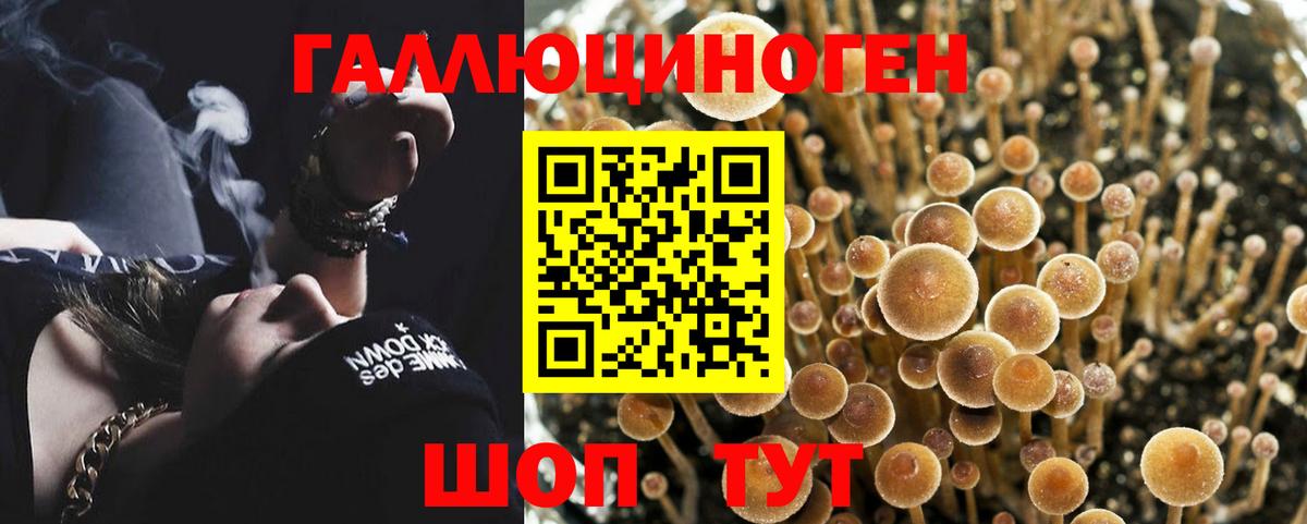 Псилоцибиновые грибы мицелий Урюпинск